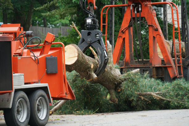 The Steps Involved in Our Tree Care Process in Douglas, GA